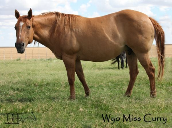 WYO Miss Curry